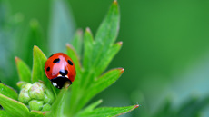 Siebenpunkt-Marienkäfer (2).jpg